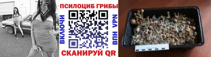 darknet Telegram  Бавлы  Псилоцибиновые грибы ЛСД  цены   hydra зеркало 